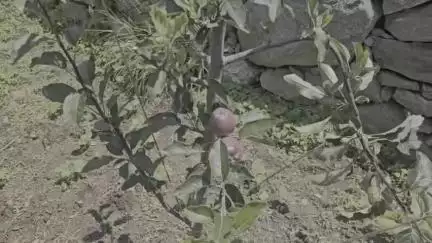 कल्पा: किन्नौर के पोवारी गाँव में एक बागवान के सेब बगीचे में अर्ली विरायटी के सेब में आया कलर, मेहनत लाया रंग