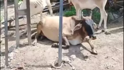 दर्यापूर: भातकुली रोडवरील मेहेर रिसॉर्ट येथील शिळे अन्न खाल्ल्याने ३ गायीचा मृत्यू; पशू मालकाची नुकसान भरपाईची मागणी