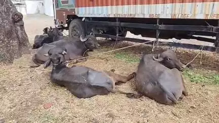 घंसौर: घंसौर पुलिस ने मवेशी तस्करों पर की कार्रवाई, पिकअप से 6 मवेशी मुक्त कराए