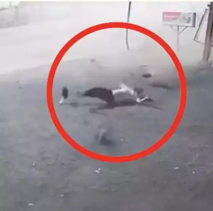 ছত্তিশগড়ে মুখ থেকে গুটখা ফেলার জন্য গেট খুলতেই নিয়ন্ত্রণ হারিয়ে 6 বার পাল্টি খেল গাড়ি, 1 জনের মৃত্যু