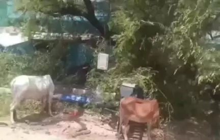 ललितपुर: तेज हवा के कारण कस्बा विरधा की मुख्य सड़क पर खड़ा विशाल इमली का पेड़ अचानक धराशाही हुआ