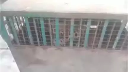 आमेट: सरदारगढ़ गांव के घर में घुसा लेपर्ड, बकरी का किया शिकार, मकान मालिक ने लेपर्ड को कमरे में किया बंद