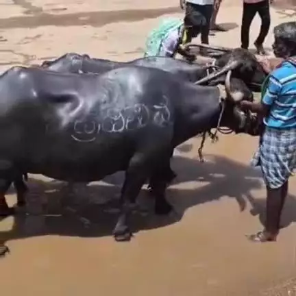 ಬ್ಯಾಡಗಿ: ಪಟ್ಟಣದ ಮುಖ್ಯ ರಸ್ತೆ ಅಗಲೀಕರಣಕ್ಕಾಗಿ ನಡೆಯುತ್ತಿರುವ ಪ್ರತಿಭಟನೆಗೆ ವಿವಿಧ ಸಂಘಟನೆಗಳಿಂದ ಬೆಂಬಲ