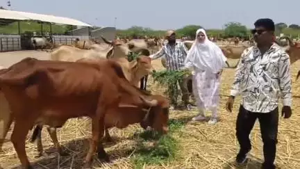 જામનગર શહેર: હાપા નજીક આવેલ ઢોર ડબ્બામાં બેદરકારી અંગે તંત્ર સામે આક્ષેપ બાદ કોર્પોરેટર દ્વારા ગૌવંશ માટે અનોખો પ્રયાસ હાથ ધરાયો