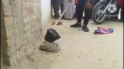 बस्ती: गोपिया पार में निकला जहरीला सांप, वीडियो सोशल मीडिया पर हुआ वायरल