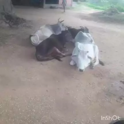 नाला: वर्धनडांगा गांव में भटके पांच मवेशी, ग्रामीणों ने दी शरण, पशुपालकों से आकर ले जाने का आग्रह