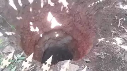 പീരുമേട്: വണ്ടൻമേട് മൈലാടുമ്പാറയിലെ ഏലതോട്ടത്തിലെ കുഴിയിൽ വീണ കടുവയെ വനം വകുപ്പ്‌ മയക്കുവെടി വച്ച് പിടികൂടി