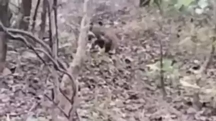 बालाघाट: सिंघम की दहाड़ से गूंजा सोनेवानी जंगल, पर्यटकों की बढ़ी आमद, टाइगर टूरिज्म का केंद्र बन रहा सोनेवानी कंजर्वेशन रिजर्व