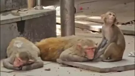 मुरैना नगर: पंचायती धर्मशाला के पास बंदरों के आतंक से जनता परेशान,नगर निगम बंदरो को पकड़ने की नहीं कर रहा कार्यवाही। #janasamasya