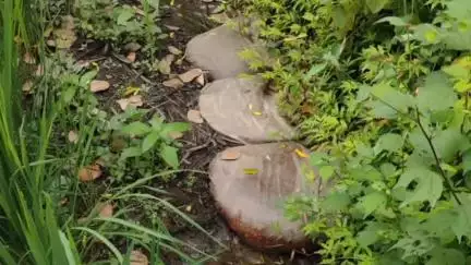 मोहाडी: गणेशपुर हमेशा येथे हातभट्टीच्या दारू अड्ड्यावर गोबरवाही पोलिसांची धाड, ३० हजार रुपयांचा मुद्देमाल जप्त