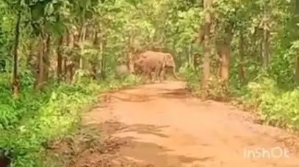 खरसिया: बेहरामुड़ा के जंगल में हाथियों का दल दिखा, इलाके में दहशत का माहौल