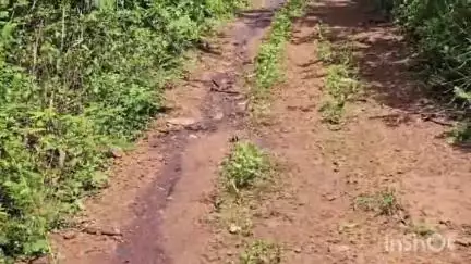 തിരൂര്‍: ആതവനാട് നെല്ലിത്തടത്തിൽ അഴുകിയ കോഴി മാലിന്യവുമായി എത്തിയ വാഹനം നാട്ടുകാർക്ക് ദുരിതമാകുന്നു #localissue
