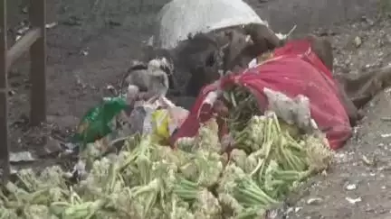 हरदा: शहर में जगह-जगह गंदगी का अंबार स्थाई लोगों को होती है दिक्कत नगर पालिका के सफाई के दावे पर उठाए सवाल #jansamsya