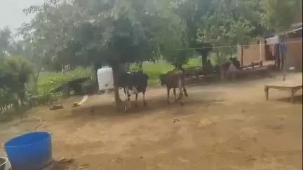 धनौरा: गजरौला के गांव वारसाबाद में स्थित घर में चोरों ने किया चोरी का प्रयास, ग्रामीणों के शोर मचाने पर भागे चोर