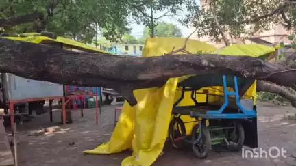 धार: धार जिले की मांडु में चाय की दुकान पर गिरा 200 साल पुराना पीपल का पेड़, टला बड़ा हादसा