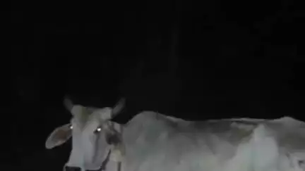 नूह: पिनगवां: झिमरावट गांव से पुलिस ने 16 गोवंश बरामद किए, सात आरोपियों पर मुकदमा दर्ज