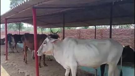 तिर्वा: हिन्दू धर्म में गाय की पूजा होती है, गौ-माता के लिए गौशालाएं बन गईं अभिशाप, दुर्दशा देख हर कोई हैरान