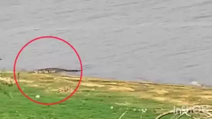 मनावर: कवठी गांगाली में 12 फीट का मगरमच्छ दिखने से ग्रामीणों में दहशत