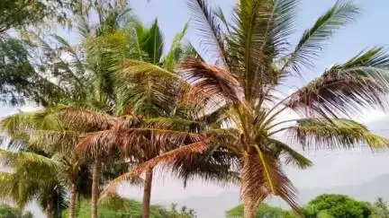 நிலக்கோட்டை: சீரகம்பட்டி பகுதியில் முட்புதருக்கு வைத்த தீயால் தென்னை மரங்கள் பாதிப்பு