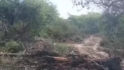 सांगोद: कुंदनपुर क्षेत्र में जेसीबी एवं अन्य मशीनों से काटे जा रहे हरे पेड़ों पर नहीं हो रही प्रभावी कार्रवाई