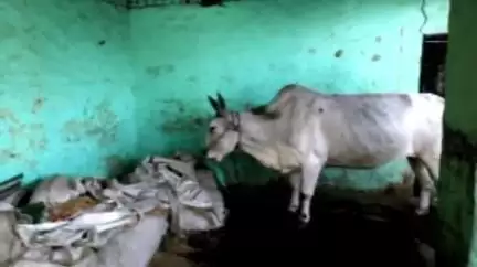 नागपूर शहर: एक मिनार मस्जिद जवळ पोलिसांचा छापा 14 गोवंश आढळले मृत अवस्थेत आणि एक आढळले जिवंत