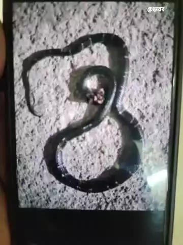 खंडवा नगर: पीपलोद में महिला को सांप ने काटा, गंभीर रूप से भर्ती 4 माह के बालक की मौत, क्षेत्र में दहशत
