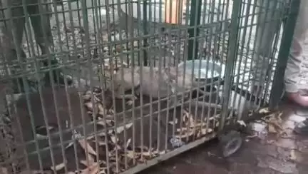 बहराइच: बहराइच वन विभाग के पिंजरे में कैद हुआ खूनी भेड़िया, डीएफओ अजीत प्रताप सिंह ने दी जानकारी