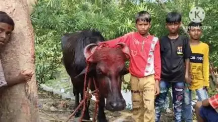 খানাকুল ১: প্রাচীন ঐতিহ্যবাহিক মা রক্ষা কালীর পুজো উপলক্ষে মহিষ বলিদান অনুষ্ঠিত হলো ছোটডঙ্গল গ্রামে