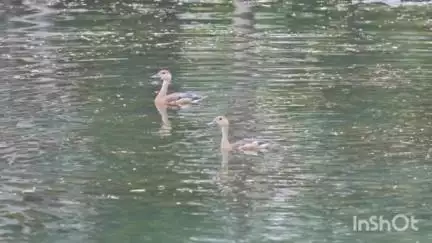 सारंगढ़ में प्रवासी पक्षियों का सुंदर नज़ारा, जैव विविधता में हुआ इजाफा