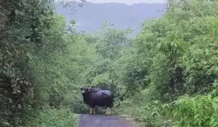 रत्नागिरी: सायले येथे गवारेडयाचे दर्शन, शेतकरी भयग्रस्त