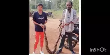 आरमोरी: वैरागड येथे सर्पमित्राने आठ फुटाचे अजगरास दिले जीवनदान