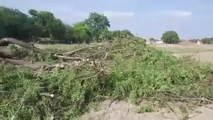 तिर्वा: ठठिया के जडेर गांव में हो रहा हरे पेड़ों का कटान, जिम्मेदार बेखबर