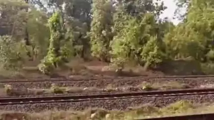 सोहागपुर: पुरानी बस्ती अंडर ब्रिज के पास ट्रेन से टकराकर एक गाय की मौत, एक घायल, गौ सेवकों ने किया उपचार