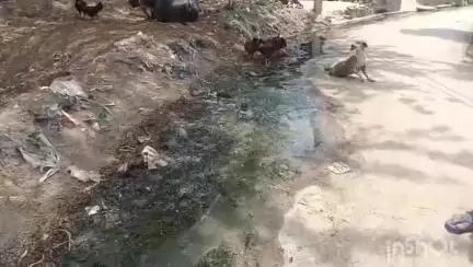 औरैया: विकासखंड भाग्यनगर की ग्राम पंचायत दौलतपुर में जल भराव एवं गंदगी की समस्या से जूझ रहे ग्रामीण #jansamasya