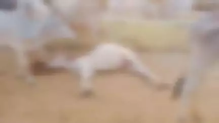 चकरनगर: बरचौली गौशाला में दो गौवंश मरे, अन्य दो बीमार, डिप्टी सीवीओ बोले- 'उपचार के बाद भी दो वृद्ध गौवंशों ने दम तोड़ा'