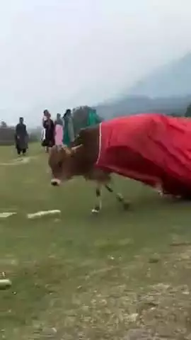 बैजनाथ: पैराग्लाइडिंग लैंडिंग साइट क्योर में लैंड करते वक्त पायलट बेसहारा पशु की चपेट में आने से बाल-बाल बचा, बड़ा हादसा टला