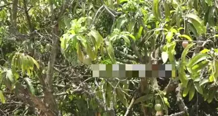 ಚನ್ನಪಟ್ಟಣ: ಜಿಲ್ಲೆಯಲ್ಲಿ ಪಾತಾಳಕ್ಕೆ ಕುಸಿದ ಮಾವಿನ ಹಣ್ಣಿನ ಬೆಲೆ, ಬೆಂಬಲ ಬೆಲೆಗೆ ಕೆಂಗಲ್ ಬಳಿ ರೈತ ರುದ್ರಪ್ಪ ಮನವಿ #localissue