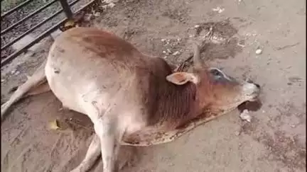 सोहागपुर: लल्लू सिंह चौराहा में अज्ञात वाहन की टक्कर से गाय घायल, अटल कामधेनु के गौ सेवकों ने गौशाला में किया शिफ्ट