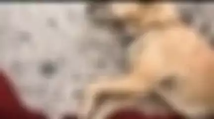 बिजनौर: मंडावर के गांव बादशाहपुर में गुलदार ने दो पालतू कुत्तों का किया शिकार, गांव में दहशत