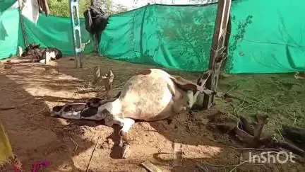 વડગામ: નાગલ મોરિયા ગાયને અજાણ્યા ઇસમો દ્વારા મારી નાખવામા આવતા પોલીસ કાયદાનું ભાન કરાવે એવી માંગ