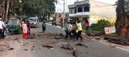 हज़ारीबाग: विष्णुगढ़-गोमिया मार्ग पर पेड़ की डाल गिरने से लोग बाल-बाल बचे