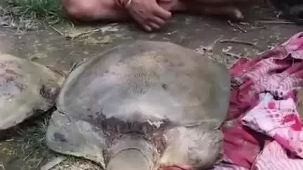 জলপাইগুড়ি: শিকারপুরে তিনটি কচ্ছপ সহ দুইজন গ্রেফতার