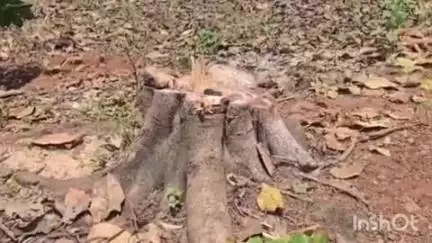 ಶಿರಸಿ: ಕೋಟೆವಾಡ ಸ್ಮಶಾನದಲ್ಲಿ ಮರಗಳ ಮಾರಣ ಹೋಮ : ಅಂಕೋಲಾ ಪುರಸಭೆ ಮುಖ್ಯಾಧಿಕಾರಿ ಮೇಲೆ ಪ್ರಕರಣ