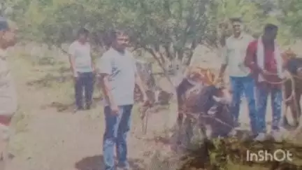 वरूड: कत्तलीसाठी जाणाऱ्या 11 गोवंशांना जीवदान शेंदुरजना घाट पोलिसांची पुसला धरणा नजीक कारवाई