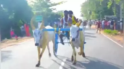 காரைக்குடி: கீழக்கோட்டை கிராமத்தில் கோவில் புரவி எடுப்பு திருவிழாவை முன்னிட்டு இரட்டை மாட்டு வண்டி எல்கை பந்தயம்