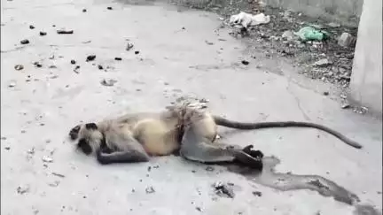 डूंगरपुर: शहर के भोईवाड़ा फारसवाडा मार्ग पर रविवार शाम 6 बजे बिजली लाइन के चपेट में आने से एक वानर झुलस गया