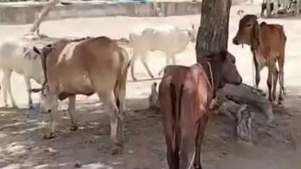 नागपूर शहर: नुरी ग्राउंड येथे तहसील पोलिसांचा छापा, पाच गोवंशांना पोलिसांनी दिले जीवनदान