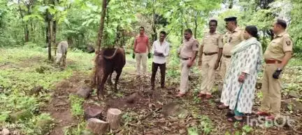 दापोली: विसापूर येथील समशेर अली नगर मोहल्ला येथे कत्तलीसाठी कोंडून ठेवलेल्या 10 बैल,15 गाई व 4 वासरे यांची सुटका; तिघांवर गुन्हा
