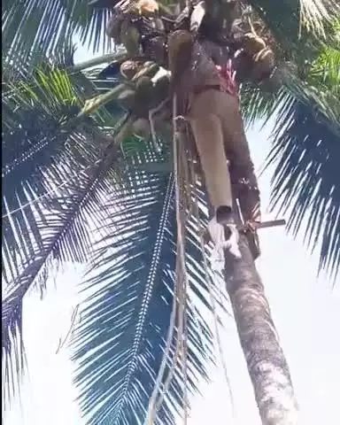 കോഴിക്കോട്: നെച്ചൂളിയിൽ തെങ്ങിൽ കുടുങ്ങിയ ആളെ മുക്കം അഗ്നിരക്ഷാസേന സാഹസികമായി രക്ഷപ്പെടുത്തി, ദൃശ്യങ്ങൾ പുറത്ത്