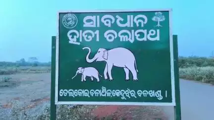 ତେଲକୋଇ: ବାଲେଶ୍ୱର ଗାଁରେ ହାତୀପଲଙ୍କ ଉତ୍ପାତ
